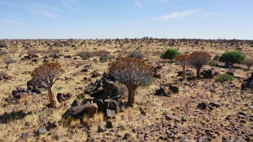 Quiver tree forest in Keetmanshoop of Namibia