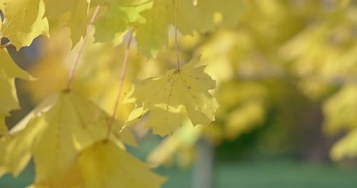Yellowed Autumn Leaves on a Tree Branch in a Park or Forest on an Autumn Day