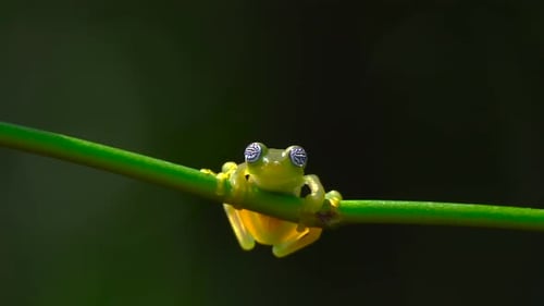 Kleiner Frosch 4K