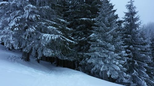 Slow motion aerial view along into a beautiful snowy winter mountain forest with large fir trees.