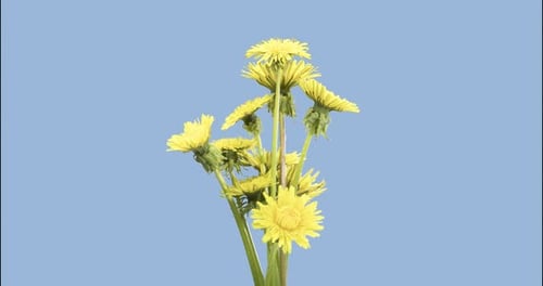 Zeitraffer beim Öffnen einer Pusteblume, Nahaufnahme, Makroaufnahme einer blühenden Blumengruppe, Zeitlupe