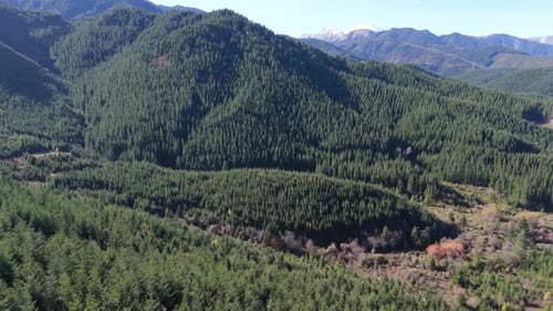 Large Mountain Slopes with Growing Pine Forest on Sunny Day