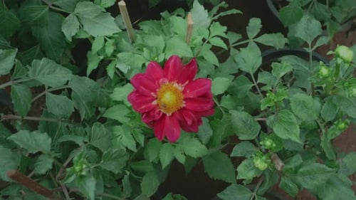 Camera Moving Toward Red Garden Flower