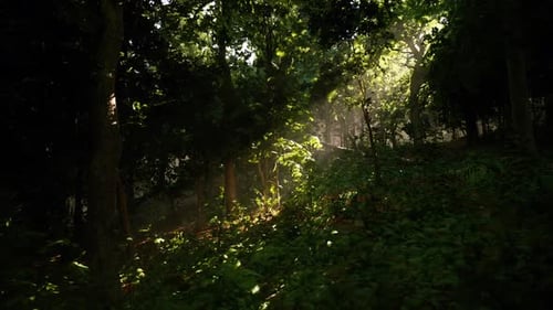 Sunlight Filtering Through Trees in a Lush Forest During Early Morning