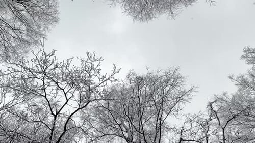 Snowcovered Tree Branches Peace and Quiet in a Snowy Park During a Snowfall a Lot of Snow Black Tree
