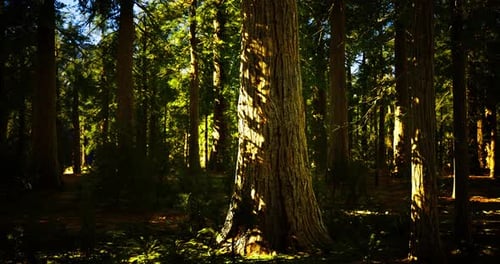 Tall Trees in a Serene Forest During Daylight Hours