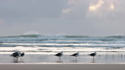 Seagulls Walking on the Beach By the Stormy Sea