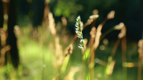 Fresh Green Grass Footage Ears of Rice in the Light of Dusk Gusty Wind Plays with Green Grass
