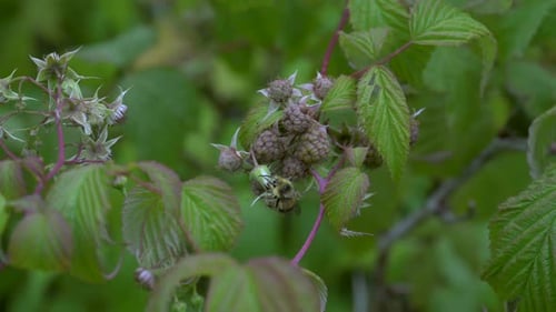 Bee gathering pollen crawls on organic raspberries ripening on plant.