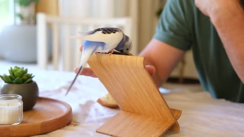 Wellensittich spielt mit gutaussehendem Mann, niedlicher Wellensittich, lustiger blau-lila Sittich, der auf dem Smartphone sitzt