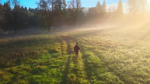 cinematic flight in the morning in a forest