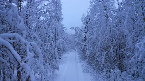 Snow bent trees over remote narrow small forest road by dawn. Slowly steady forwarding between tree