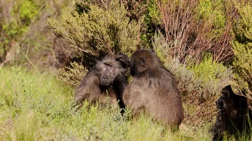 Baboon Grooming in Lush Natural Habitat