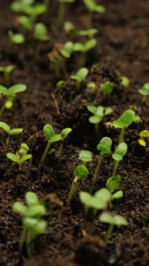 Seedlings Sprouting and Growing in Soil Time-Lapse
