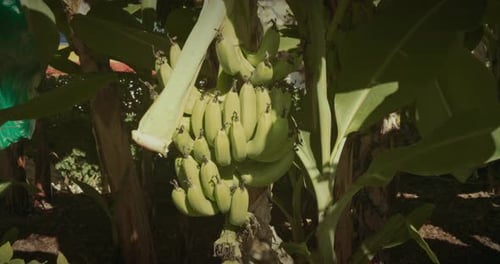 Close Up View On Banana