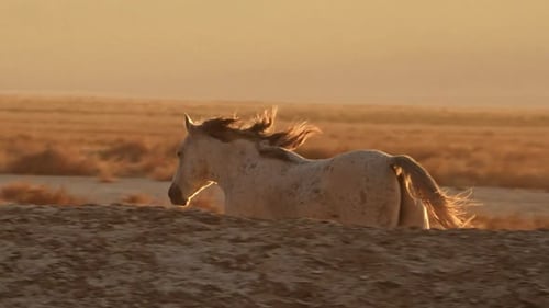 Wild Horse Trotting Across Desert at Sunset