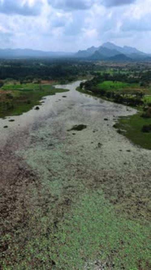 Voler au-dessus de la rivière recouverte de mauvaises herbes à la surface.