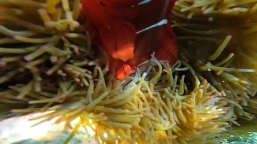 Nemo Fish