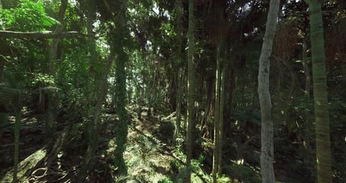Bright Tropical Woods Filled with Thick Vines and Lush Greenery
