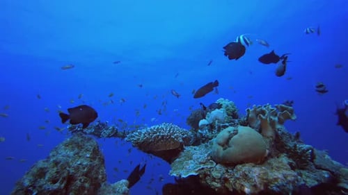 Colorful Fish Swimming Around Coral Reef in Ocean