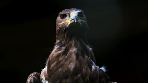Majestic Imperial Eagle