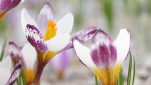 Crocuses with beautiful flowers multicolored. The most beautiful flowers of spring