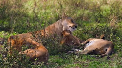 Amour et tendresse de la belette pour les oursons de la famille des lions.