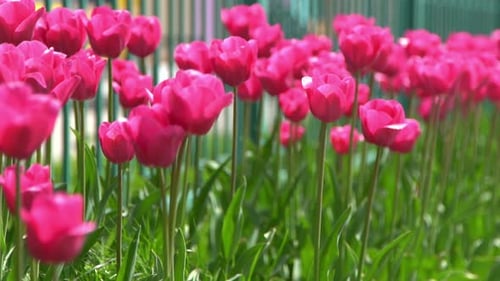 Pink Tulips Bloom in Spring Tulip Flower Nature Floral Background Botanical Garden Flowering Buds