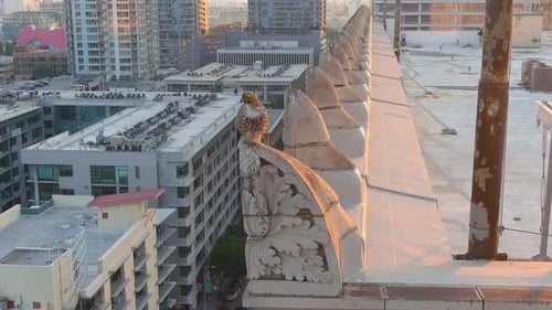 Cooper Hawk close up | Perched in downtown Los Angeles | Golden Hour lighting