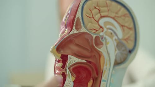 Close Up of Facial Muscles and Nerves on Anatomy Head Model