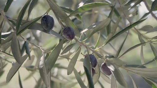 Olive branch is swaying in the wind. Ripe black olives