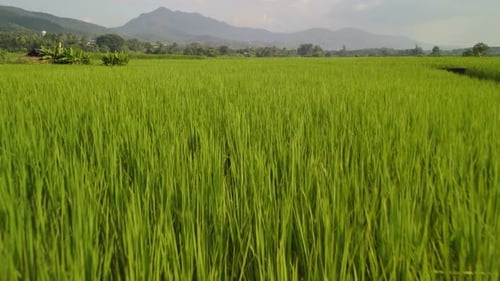 Close-Up of Vibrant Green Rice Plants – A Lush Agricultural Landscape with Swaying Crops and Distant
