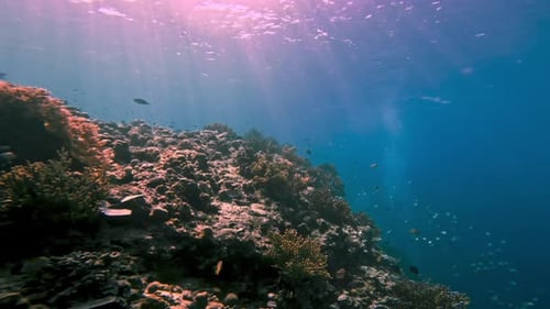 Marine Fishes in Coral Reef Nature Swimming in Blue Sea Water of Tropic Ocean
