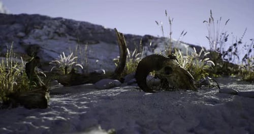 Realistic 3D Animated Shot of an Animal Skull on Desert Sand