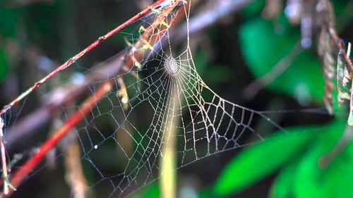 Sparkling spider web swaying in wind at night. Spider web blowing in the breeze in the forest. Scary