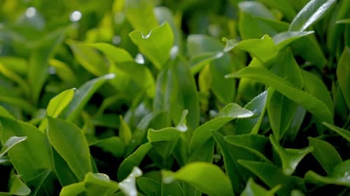 close up view of beautiful tea plants. misty tea plantation in morning. Exotic plantations in the hi