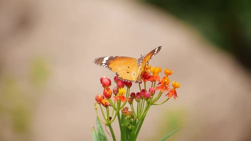 A butterfly sits on a flower