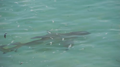 Sharks Swimming in Clear Shallow Ocean Water
