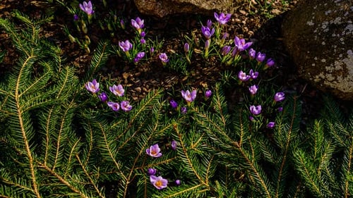 Full day timelapse of garden flowers blooming in early spring sunshine. Purple crocus flower close u