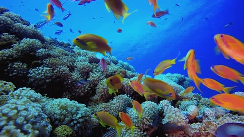 Coral Garden Orange Fish