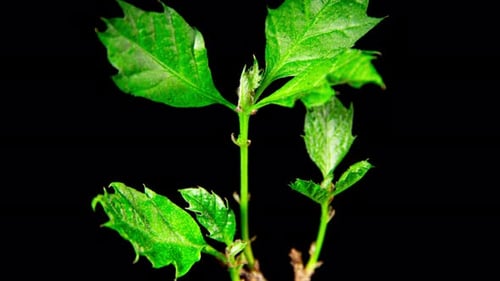 Tree Sapling Bud Bursting Open, Leaves Growing Time Lapse Close up on a Black Background. Oak Tree
