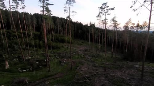 Drone shot through a forest after a broken beetle infestation. At sunset. move forward