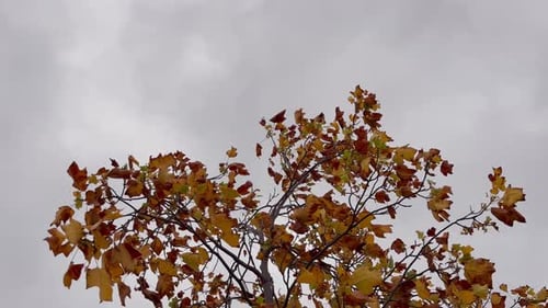 Im Herbst, wenn gelbe Blätter von den Bäumen fallen und sich im Wind wiegen.