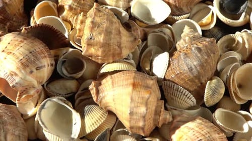 Muscheln am Strand Sommerhintergrund Rapan Shell Beige Lichtfarbe Ästhetischer Minimalismus Natur