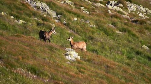 Chamois Rupicapra Graze en un prado alpino en la naturaleza de montaña