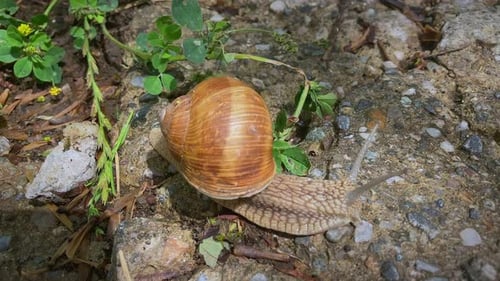Eine Schnecke mit einer schönen braunen Schale mit schnellem Video