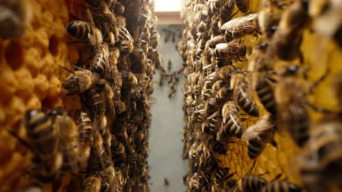 Bees Swarming in Honeycomb Super Macro Footage Insects Working Beehive Honey