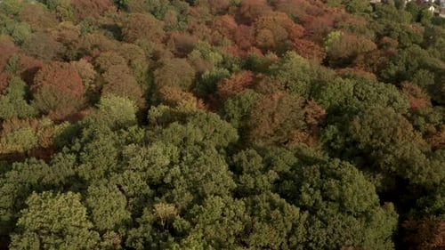 Pan up aerial shot from dense English woodland towards small village