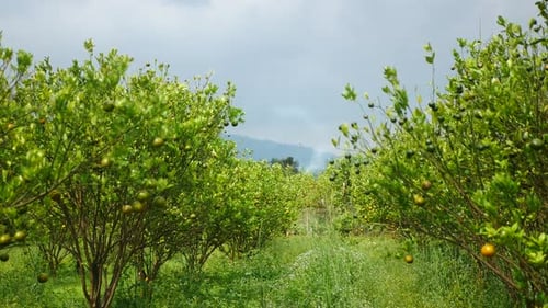 orange garden video