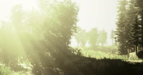 Sunlight Filters Through Trees Creating a Serene Atmosphere in a Forest